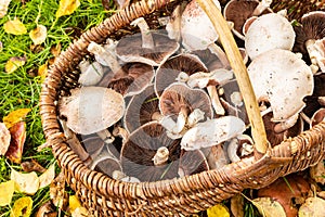 Picking white wild mushrooms \