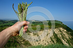 Picking wild asparagus