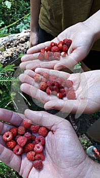 Picking wild berries in the forest