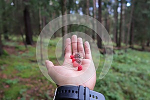 Picking Wild Berry in Czech Forest