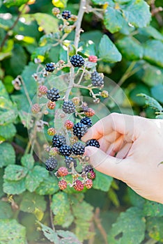 Picking wild blackberries