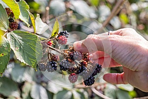 Picking wild blackberries. Close-up of hand plucking a blackberry UK