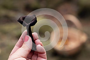 Picking wild edible black trumpet mushroom in the forest on an autumn day