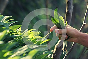 Picking wild fresh ramson in spring