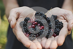 Picking wild fruits