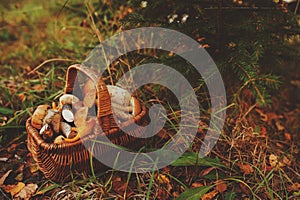 Picking wild mushrooms in autumn forest. basket full of mushrooms