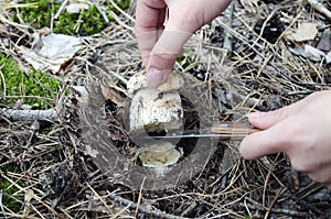 Picking wild mushrooms, boletus edulis in forest.