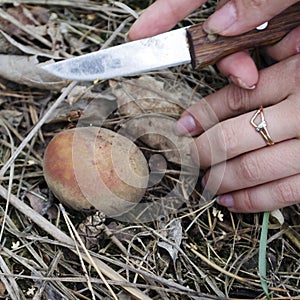 Picking wild mushrooms in forest