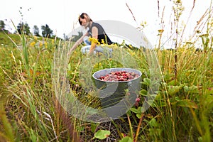 Picking wild strawberries in a forest field