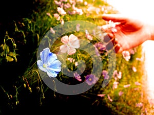 Picking Wildflowers in Meadow Early Morning Sunlight