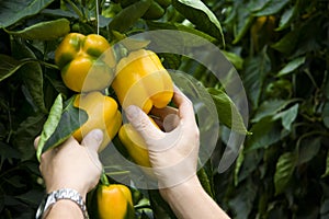 Picking Yellow bell peppers