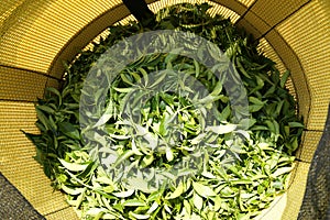 Picking young tea leaves.