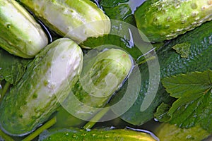 Pickle cucumbers.