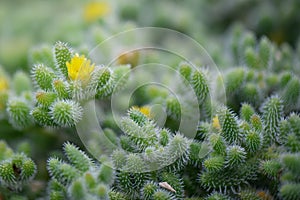 Pickle plant Delosperma echinatum, yellow flower