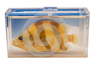 Pickled Datnioides pulcher Siamese Tiger Perch fish in a clear plastic container isolated on white background.