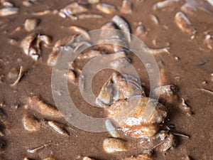 Pickled fish, local food in Thailand