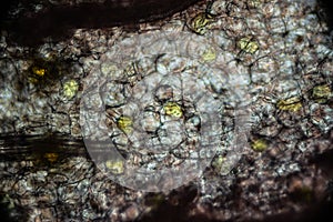 Pickled ginger root under the light microscope photo