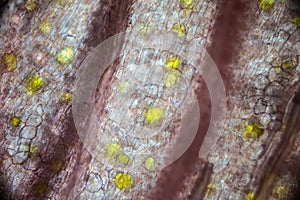 Pickled ginger root under the light microscope photo