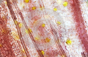 Pickled ginger root under the light microscope photo