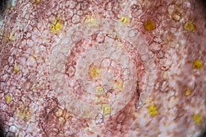 Pickled ginger root under the light microscope photo