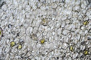 Pickled ginger root under the light microscope photo