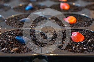 Pickled, red corn seeds for sowing in a vessel on a grass background