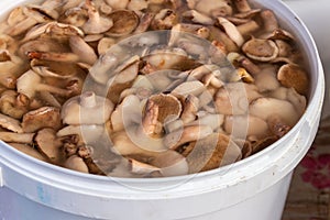 pickled or salted caps of Suillus mushrooms.