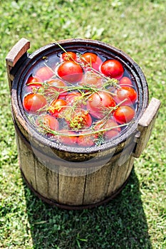 Pickled tomatoes with herbs in the wooden cask.