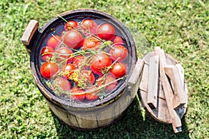 Pickled tomatoes with herbs in the wooden cask