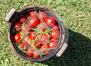 Pickled tomatoes with herbs in the wooden cask