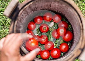 Pickled tomatoes with herbs in the wooden cask