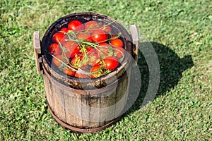 Pickled tomatoes with herbs in the wooden cask