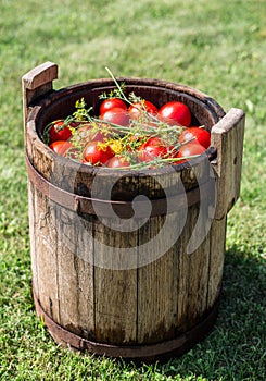 Pickled tomatoes with herbs in the wooden cask