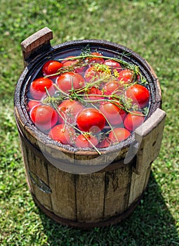 Pickled tomatoes with herbs in a wooden cask.