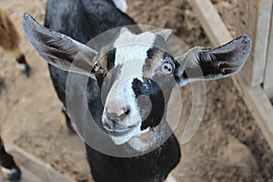 Pickles Gap Petting Zoo - Goat
