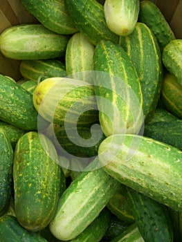 Pickling Cukes