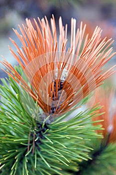 Pickly branch of a Pine with red edge in the forest