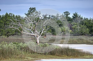 Gnarled dead tree skeleton in salt marsh, Pickney Island National Wildlife Refuge, USA