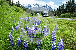 Pickup truck and camper driving past field of purple lupin wildflowers on the Richardson Highway in Alaska`s Delta Mountains