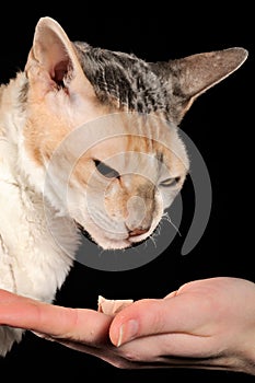 Picky Cat and Food Offered by Hand photo