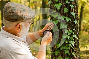 Picky detective in forest. Explore nature. Pensioner with magnifier exploring forest autumn day. Botanist examine plants