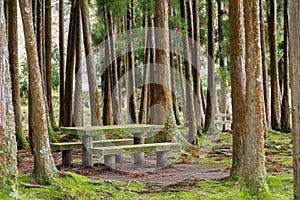 Picnic area in forest with table and benches