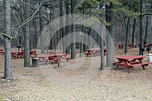 Picnic Area with Pines