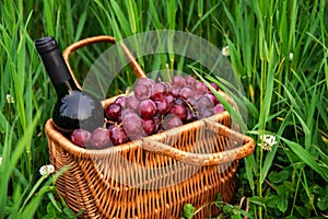 Picnic basket with wine bottle and grapes on green grass lawn.