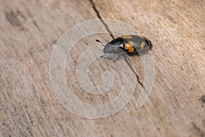 Picnic Beetle - Glischrochilus fasciatus photo