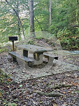 Picnic bench in overgrown park