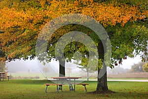 Picnic bench under Maple trees