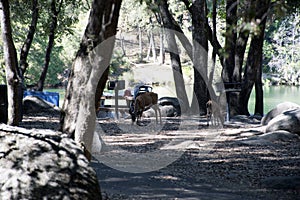 Picnic Deer