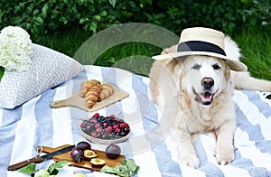Picnic with Dog Golden Retriever Labrador Instagram Style Food Fruit Bakery Berries Green Grass