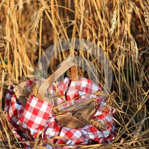 Picnic in field